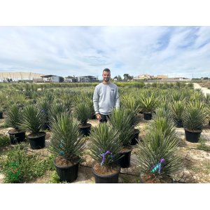 Juka vláknitá (Yucca filifera) - výška 70-80 cm, kont. C35L (-15°C)